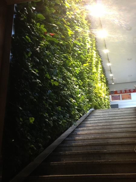 江阴联华商厦室内植物墙2