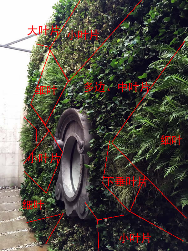 植物叶片颜色、大小建设的室外垂直绿化3个月后的效果图