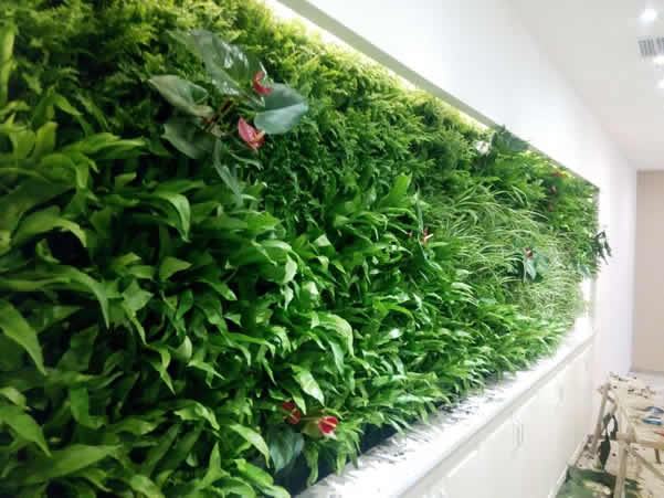 中国铁塔股份有限公司南通市分公司室内绿墙