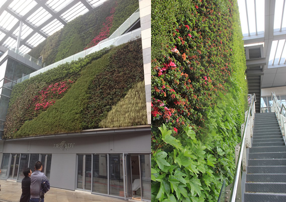 “虎丘婚纱城垂直花园”hspace="8"