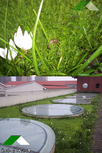 “在星湾学校屋顶花园上"偷菜"的蜗牛