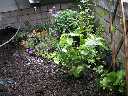 苏州工业园区新城花园阳台绿化2