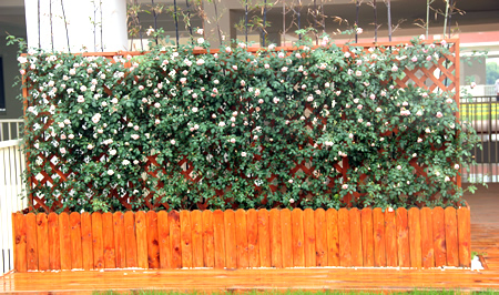 苏州工业园区星湾学校屋顶绿化1