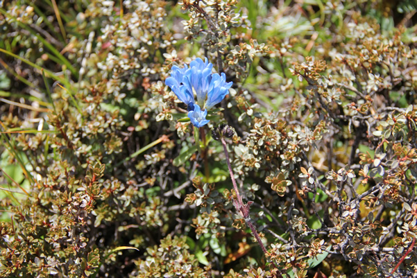 高原草原上的野草