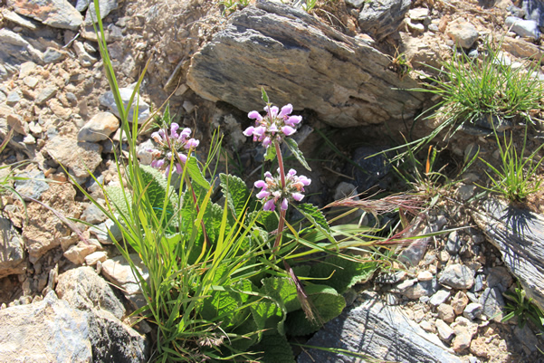 高原草原上的野草