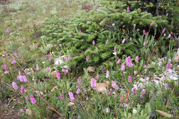 高原草原上的野草