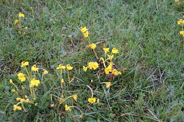 高原草原上的野草