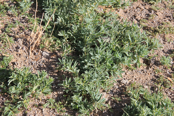 高原草原上的野草