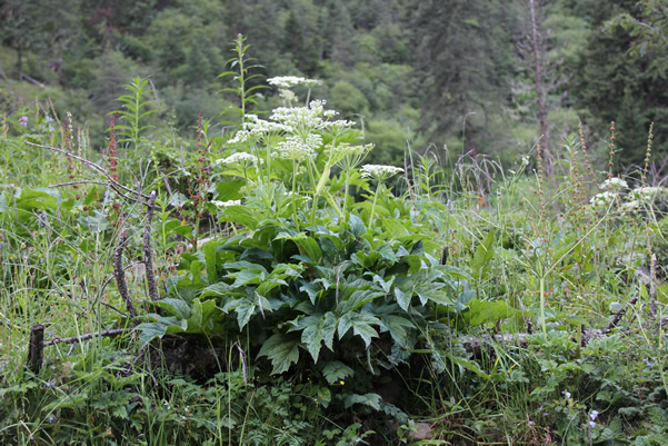虎丘婚纱城垂直绿化幕墙