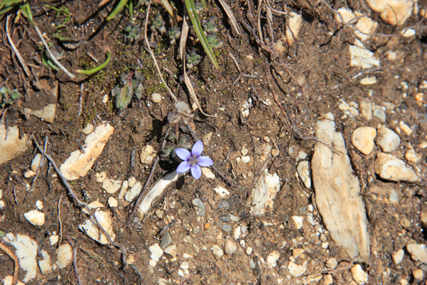 高原草原上的野草