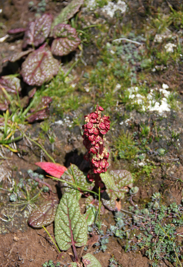 高原草原上的野草