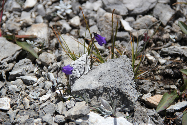 高原草原上的野草