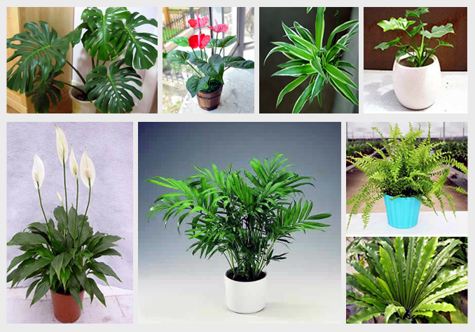 室内植物墙常用植物